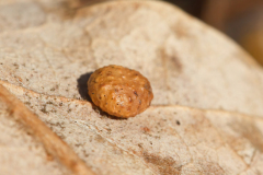 Cynips sp