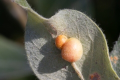 Euura nivalis