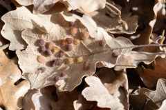 Neuroterus quercusbaccarum