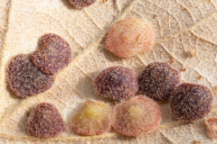 Neuroterus quercusbaccarum