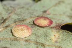 Neuroterus quercusbaccarum