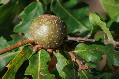 Synophrus politus