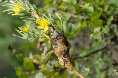 Timaspis phoenixopodos