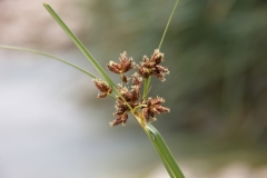 Bolboschoenus maritimus
