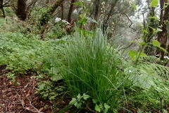 Carex divulsa