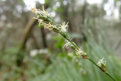 Carex canariensis