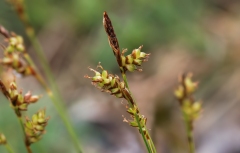 Carex liparocarpos