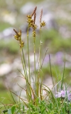 Carex liparocarpos
