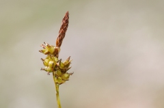 Carex liparocarpos
