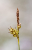 Carex liparocarpos