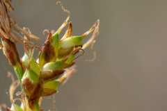 Carex halleriana