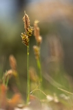 Carex halleriana
