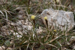 Carex halleriana
