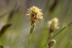 Carex halleriana
