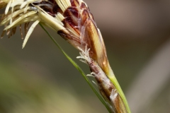 Carex halleriana