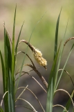 Carex pendula
