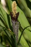 Carex riparia