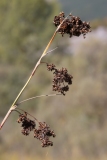 Cladium mariscus
