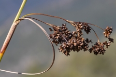 Cladium mariscus