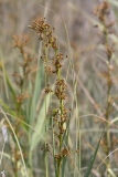Cladium mariscus