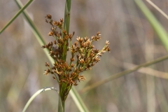 Cladium mariscus