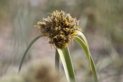 Cyperus capitatus