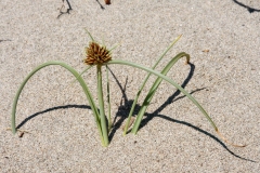 Cyperus capitatus