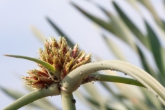 Cyperus capitatus