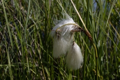 Eriophorum angustifolium