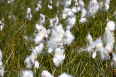 Eriophorum angustifolium