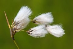 Eriophorum latifolium