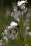 Eriophorum latifolium