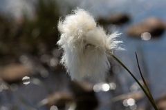 Eriophorum sp