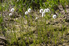 Eriophorum vaginatum