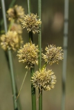 Scirpoides holoschoenus