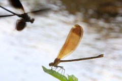 Calopteryx haemorrhoidalis
