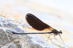 Calopteryx haemorrhoidalis
