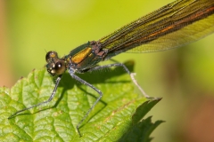 Calopteryx virgo