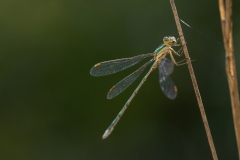 Lestes virens