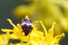 Anthrenus pimpinellae