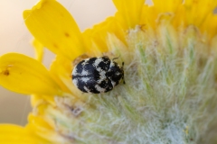 Anthrenus signatus