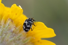 Anthrenus signatus