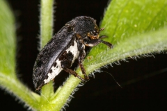 Dermestes laniarius
