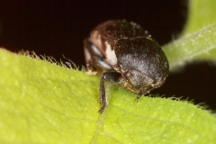 Dermestes laniarius