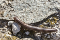 Acanthoiulus cassinensis