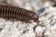 Acanthoiulus cassinensis