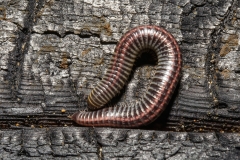 Ommatoiulus sabulosum