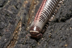 Ommatoiulus sabulosum