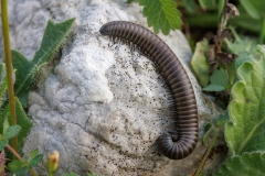 Ommatoiulus rutilans