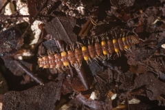 Polydesmus collaris